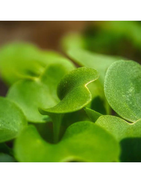 Artègo 02 Color glow care set mantenimento colore con omaggio