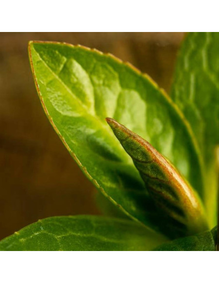 Artègo 02 Color glow care set mantenimento colore con omaggio